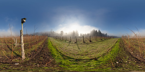 winter panorama fog landscape washington vineyard wine panoramic wa bainbridgeisland washingtonstate stitched 360x180 ptgui equirectangular canon15mm nodalninja3 canon5dmk2 garretveley promotecontrol