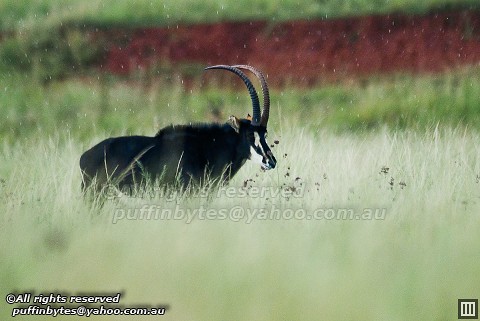 Sable Antelope - Hippotragus niger