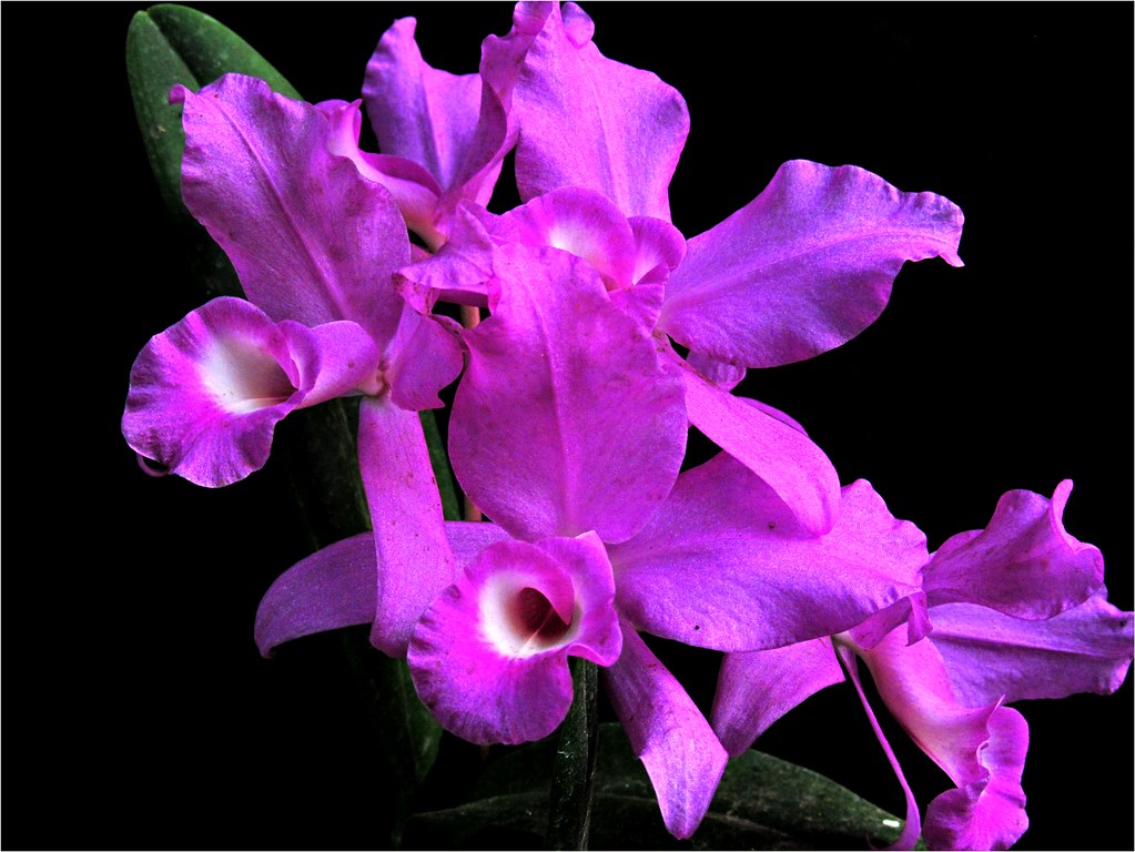 2013, mis orquideas (Guarianthe skinneri). | La guaria morad… | Flickr