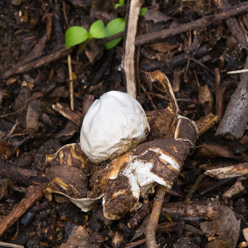 Earth star