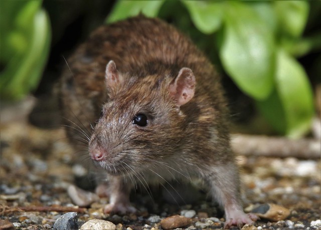 Brown rat   Rattus norvegicus