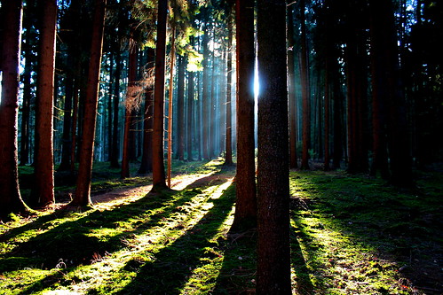 light sun tree nature forest germany landscape bayern deutschland bavaria mood forestfloor wald mystic hallertau mygearandme mygearandmepremium mygearandmebronze infinitexposure