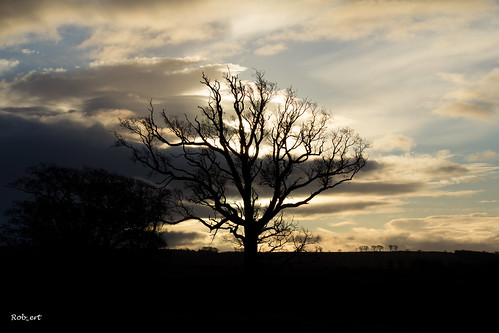 sunlight tree sunshine silhouette scotland flickr unitedkingdom scottishborders roxburgh canoneos600d