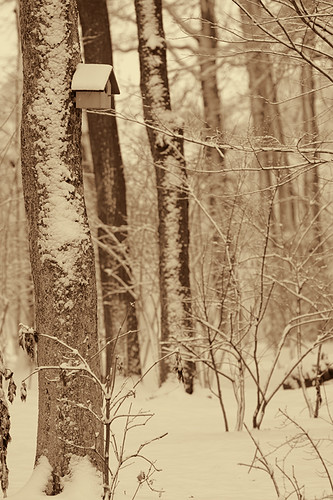 winter snow tree canon birdhouse romania nestbox canonef70200mmf28lusm mogosoaia muntenia canoneos50d canon50d ilfov