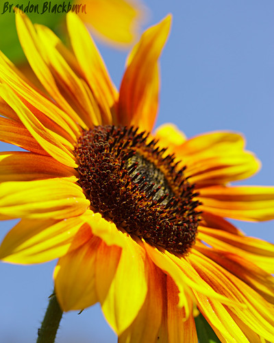 Sunflower at UCSC PICA Foundational Roots Garden
