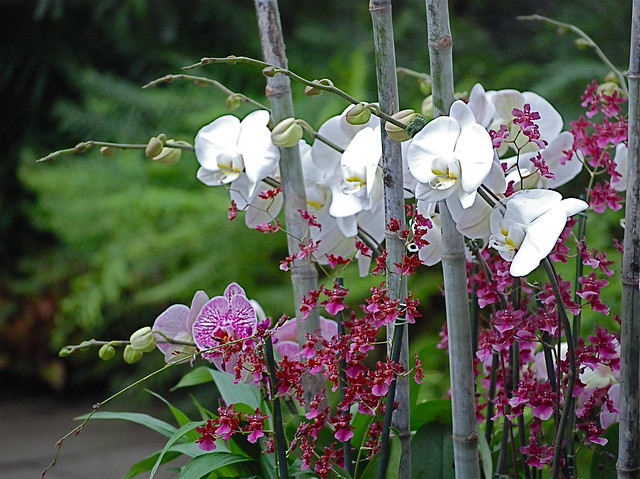11th Annual Orchid Show, New York Botanical Garden