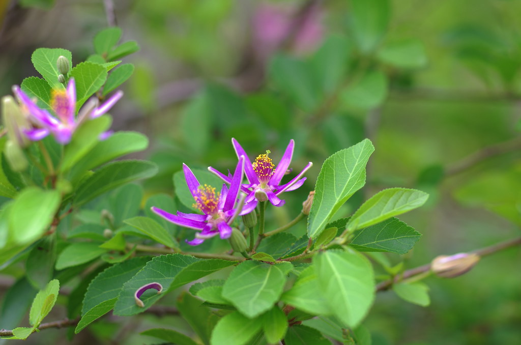 水蓮木 紫花捕魚木 星桑花 睡蓮木 多謝若玫大大強力提供資訊學名 Grewia Occidentalis Flickr