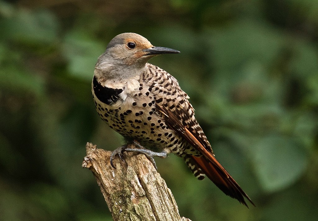 Northern Flicker Female | While set up to try to get a few p… | Flickr