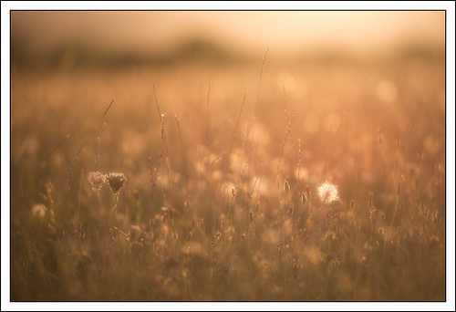 grasses grassland sunset blandfordforum milldown soft dreamy england unitedkingdom gb