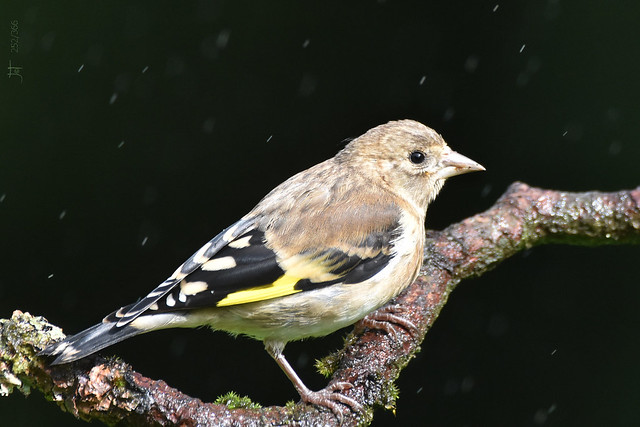 Young Goldfinch in the rain