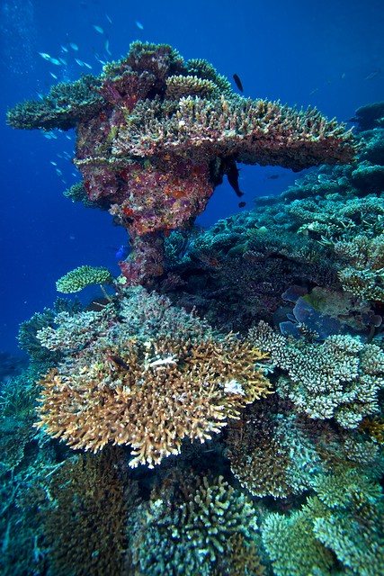 Mirihi House Reef