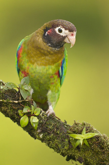 Brown-Hooded Parrot Portrait