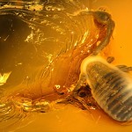 Baltic amber (40-50 MYO) -rare iconic perfect Pseudoscorpion -body 1,5 mm