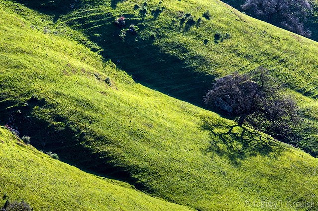 Contoured Hillside Pasture in Green