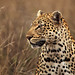 Image: Big Cat of the Kruger