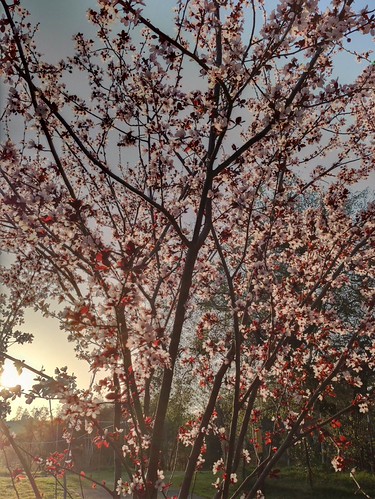 Plum Trees at Sunset by sjrankin, This is an HDR image of one of our plum trees at sunset.flowers sunset tree edited hdr plumtree 4mar