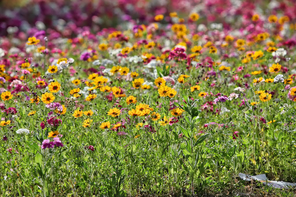 Spring Primavera Spring Primavera s | Spring Primavera s | Jeny's flickr page | Flickr