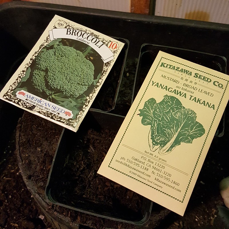 Broccoli and Mustard Sown