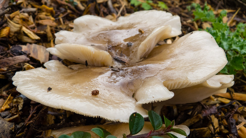 Autumn mushroom, Bridgnorth