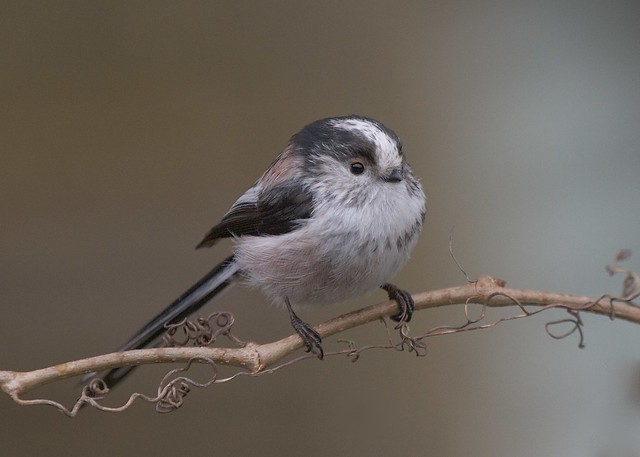 Long Tailed Tit (Explored)