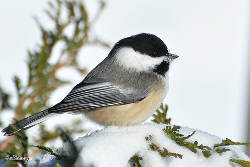I'm glad someone likes all the snow we've been getting! | by Brittamay