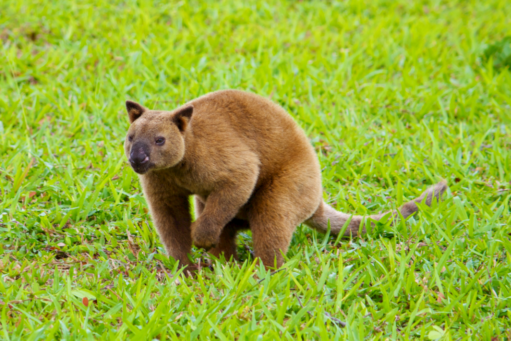 Like a mini bear with a long tail - Tree kangaroo | Nick Hobgood | Flickr