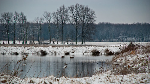 trees winter snow landscape pond indiana canadageese d80
