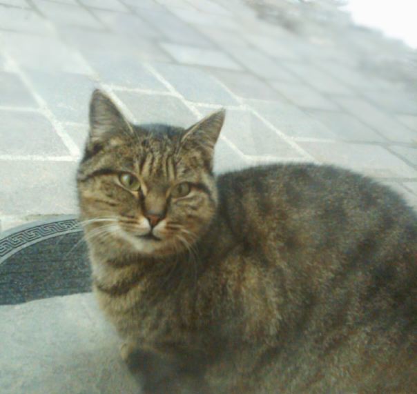 ADOTTATA: gatta femmina di 2 anni Novi Ligure, femmina tigrata,  sterilizzata, sana, (Alessandria, Tortona, Ovada)