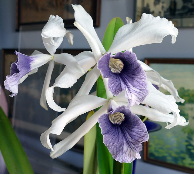 Cattleya purpurata var. werkhauseri #2 species orchid, 1st bloom  6-16*
