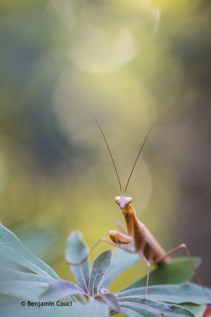 Yellow mantis