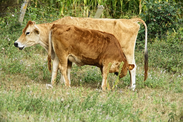 Vache allaitante_DSC0386_DxO-2