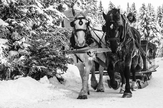 Horse and sleigh rides at The Chateau Lake Louise