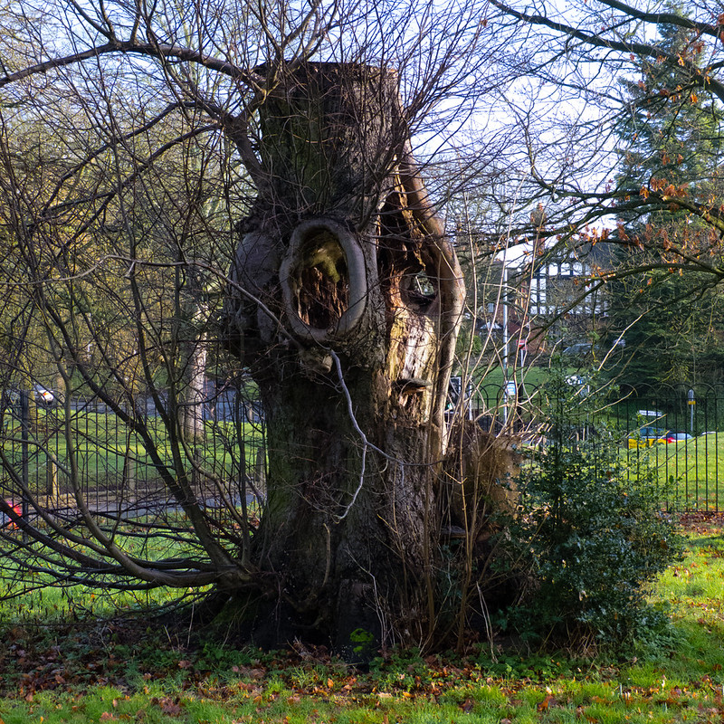 300-year-old lime tree