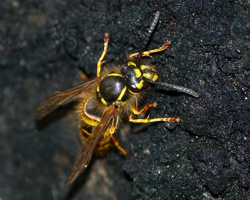 Wasp Feeding on Honeydew | by SidPix