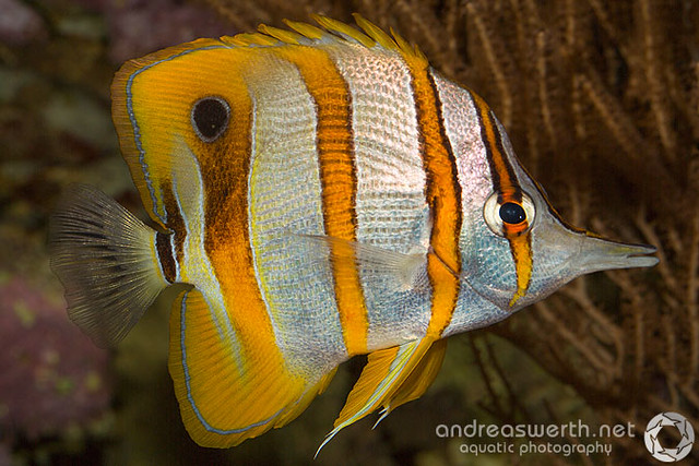 Copperbanded Butterflyfish - Kupferstreifen-Pinzettfisch - Chelmon rostratus