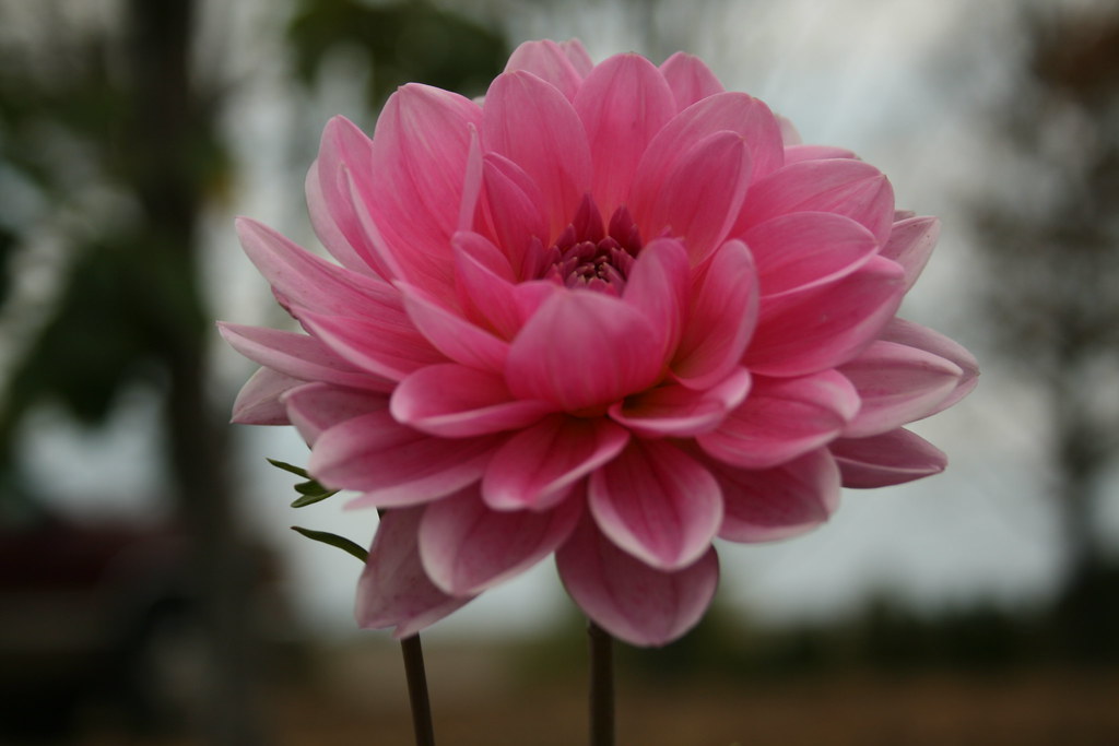 Dahlia Fall 2012 | Pink Dahlia...Late Bloomer | Rachel Knoblich | Flickr