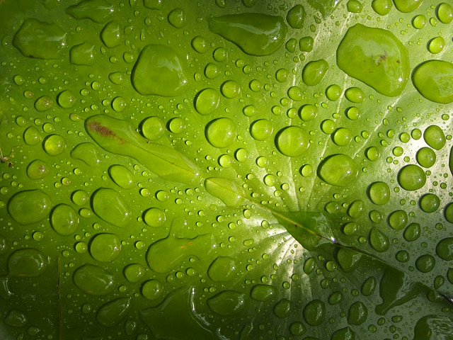 Water Drops Green Leaves Tropfen Blätter Thailand Hotel Garden