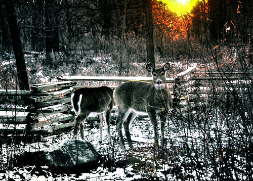 snow painterly nature thegrove wildlife fences sunsets deer whitetaileddeer hff tonemapping tonemap nikkor18300mm fencefriday