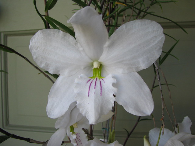 Dendrobium papilio 'Rosminah' AM/AOS