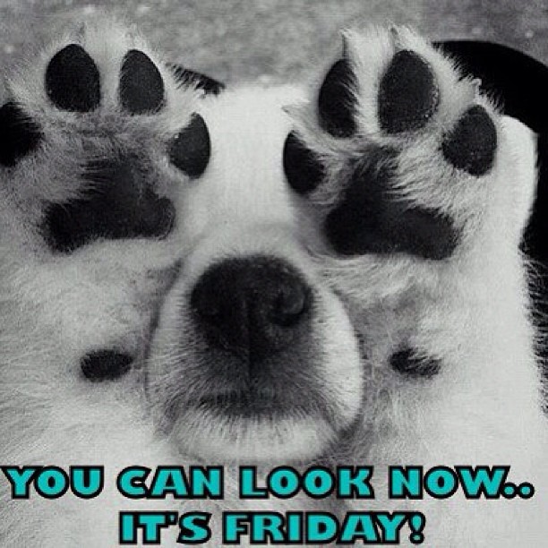 It's Friday!! #puppy f4f #puppies #cute #follow4follow #dogs