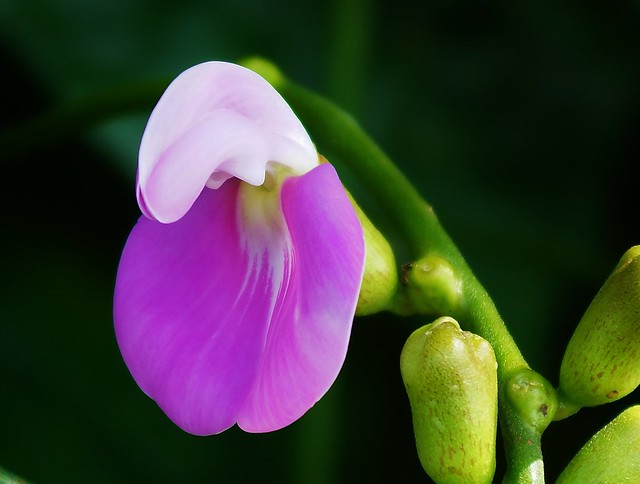 Kaneohe Flower on Vine 2  ≡  Eric Tessmer, Molokai, Hawaii