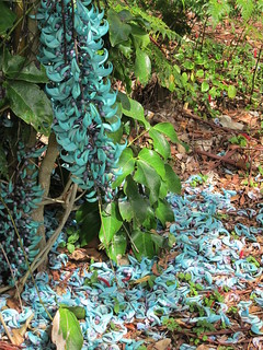 03 03 13 Wahiawa Botanical Garden Jade Vine Strongylodon Flickr