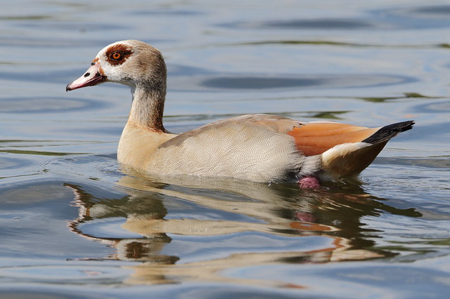 Egyptian Goose (Alopochen aegyptiaca) on water