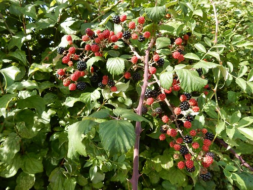 Nice blackberries Henley Circular via Stonor