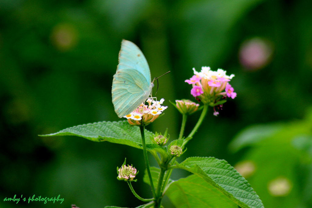 A Mottled Emigrant Butterfly