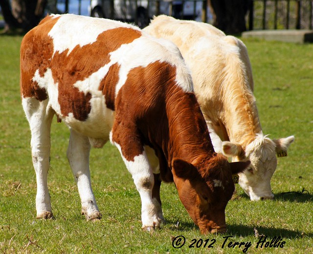 2012 09 22 (04ce) Cattle @ Cornwall Park-a55v-09