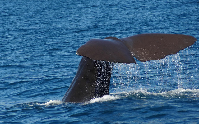 Kaikoura whale watching(Tail nr. 1)