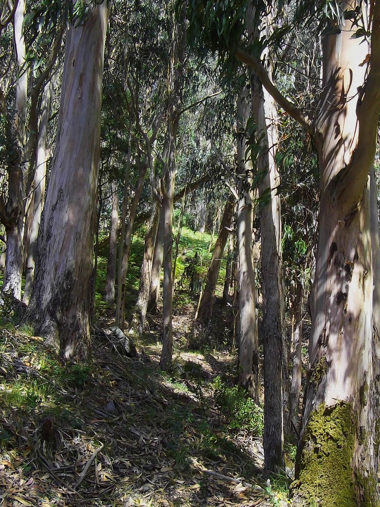 Forêt d'eucalyptus, Îles Cíes, Parc national des Îles Atlantiques de Galice, Vigo, Espagne.