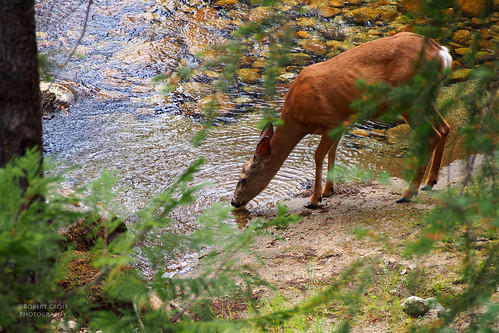 trees mountains nature water forest river wildlife drinking deer yosemite critters yosemitenationalpark sierranevada omd wawona 40150mmf456mzuiko