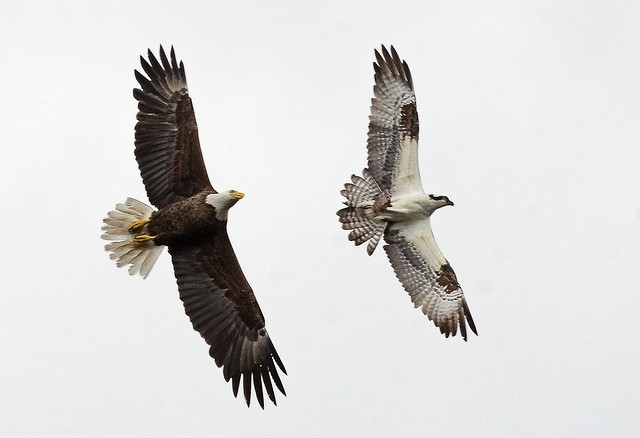 Bald eagle pursuing an osprey for the fish